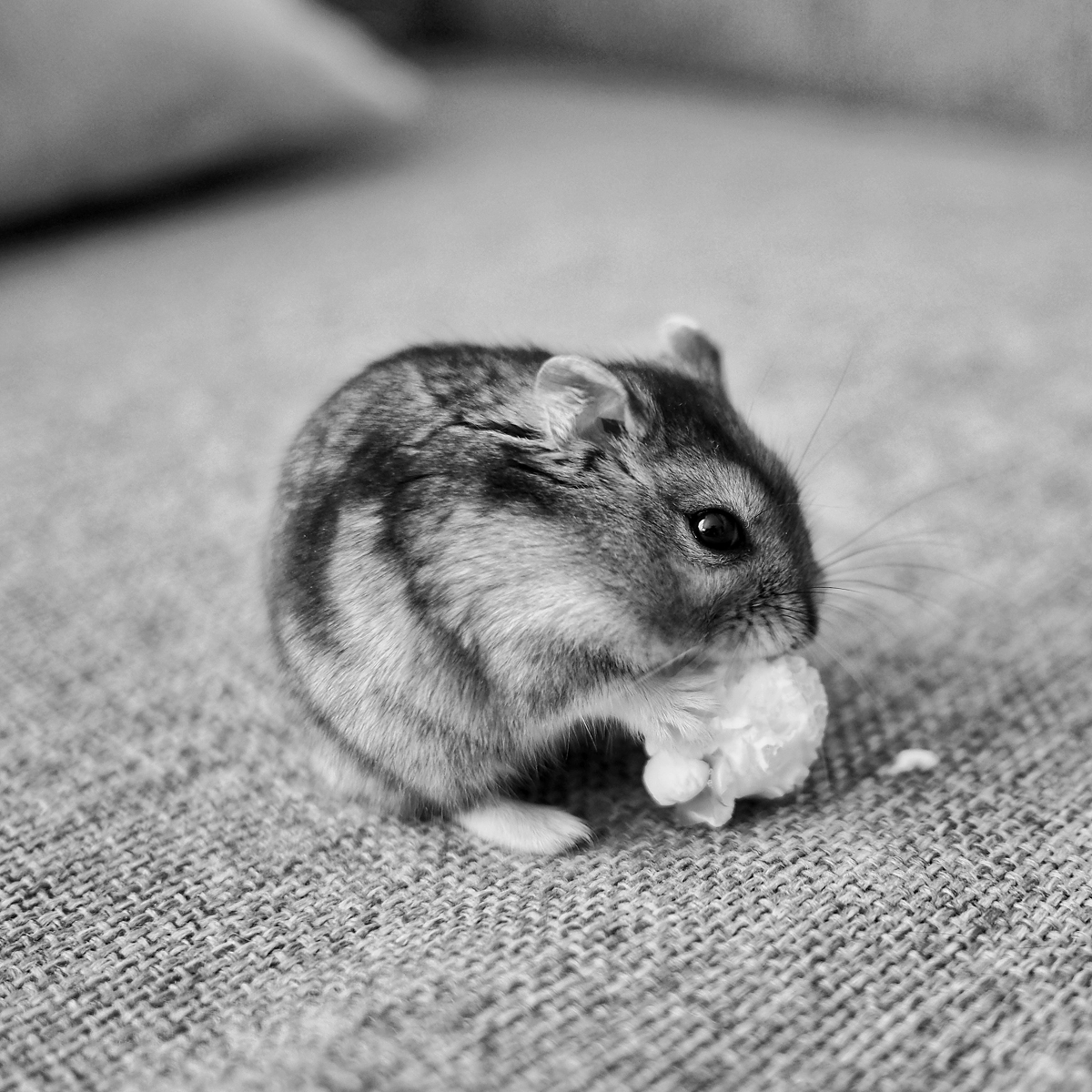 Dwarf Hamster